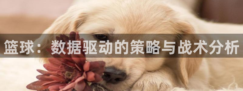 篮球：数据驱动的策略与战术分析